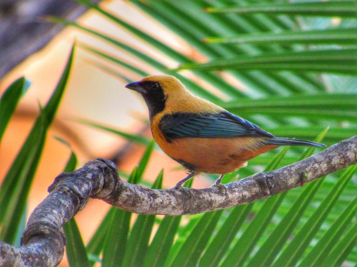 Pousada Anaue Cipo Serra do Cipo National Park Exteriör bild